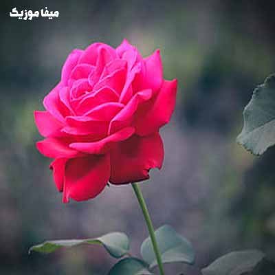 دانلود اهنگ گل به چه کارم میاد با صدای زن