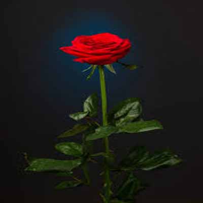 دانلود اهنگ عاشقونه اینو یادت بمونه با صدای زن