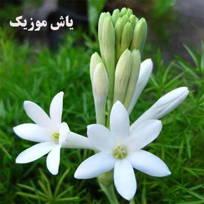 دانلود آهنگ در باغ دلم تازه گلی سر زدو گم شد با صدای بچه
