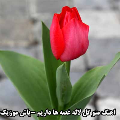 دانلود اهنگ منو گل لاله غصه ها داریم ریمیکس