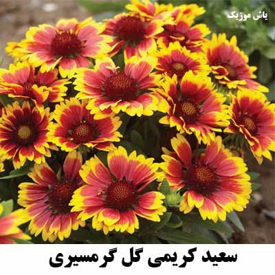 دانلود آهنگ دلم تنگه بیو گل گرمسیری های گل گرمسیری سعید کریمی