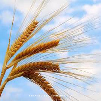 دانلود آهنگ گندم مسلم فتاحی