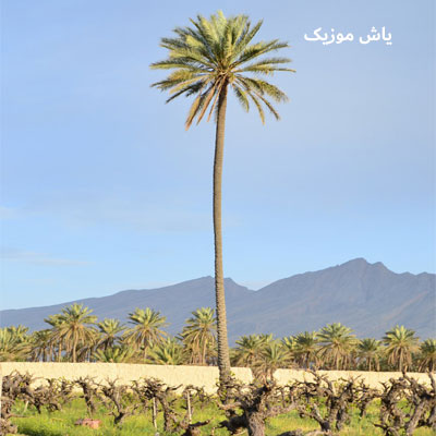 دانلود آهنگ زیرِ او نخلِ بلندو سِرِ او کیچه قِشنگو ممرض