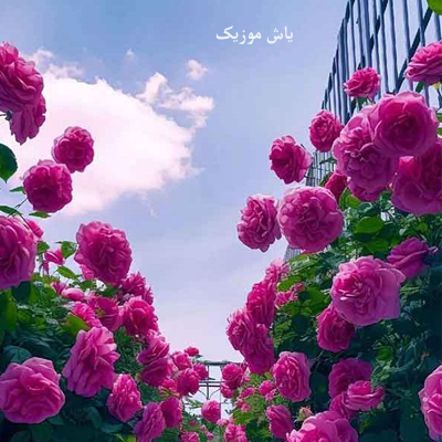 دانلود آهنگ ماه گلی از ماهک و اشکان موسوی / لری عاشقانه