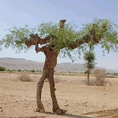 دانلود آهنگ کنار غریبم که برد نصیبم »» غمیگن بختیاری